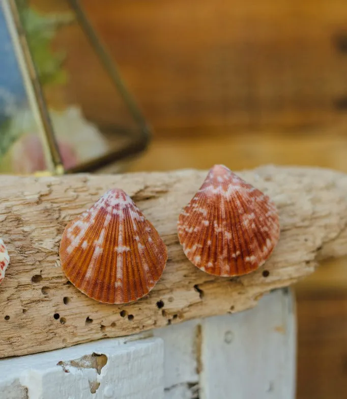 Cora Clam shell earrings