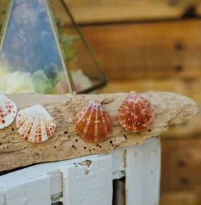 Cora Clam shell earrings