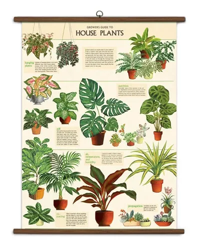  House Plants  School Chart